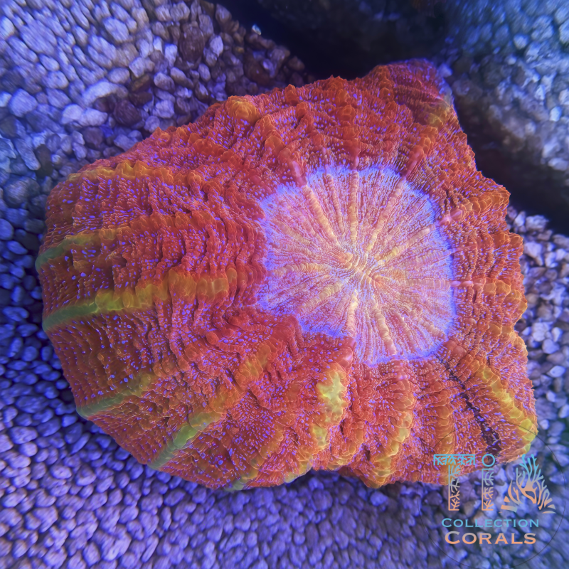 TIA Sunset Ember Acanthophyllia - Live LPS Coral for Sale | TIA Coral