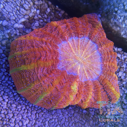 TIA Sunset Ember Acanthophyllia - Live LPS Coral for Sale | TIA Coral