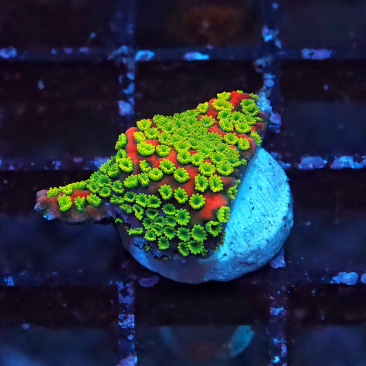 Sunset Montipora Frag - Live SPS Coral for Sale | TIA Coral