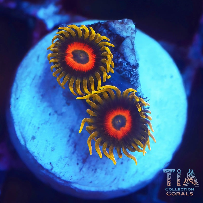 Super Saiyan Zoanthids Frag - Live Softies Coral for Sale | TIA Coral
