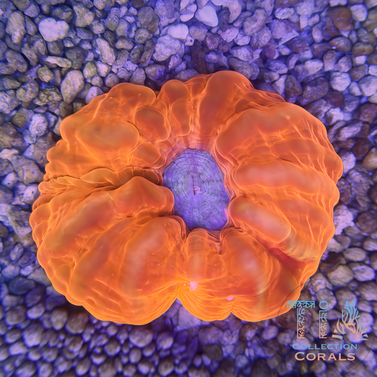 TIA Tangerine Dream Cynarina - Live LPS Coral for Sale | TIA Coral