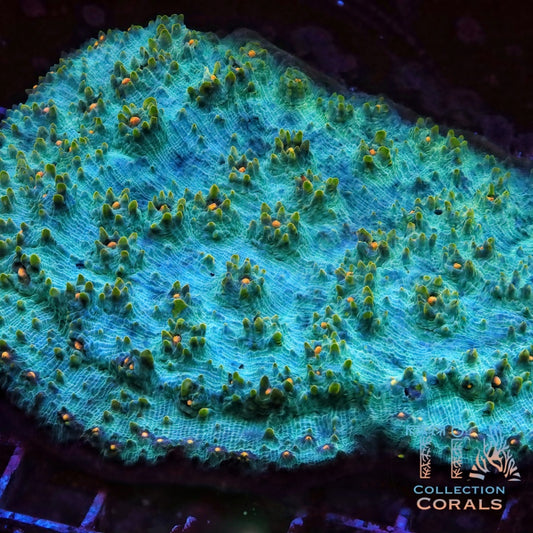 TIA The Blue Box Chalice Colony (cut to order) - Live LPS Coral for Sale | TIA Coral