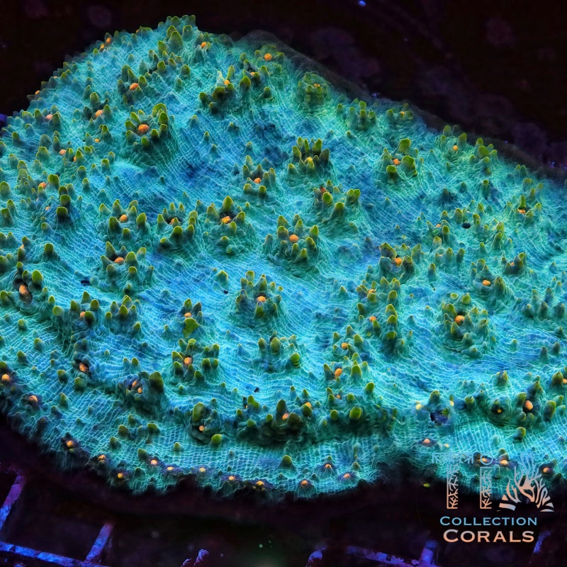 TIA The Blue Box Chalice Colony (cut to order), LPS coral