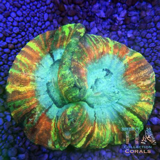 TIA Tiger Stripe Trachyphyllia - Live LPS Coral for Sale | TIA Coral