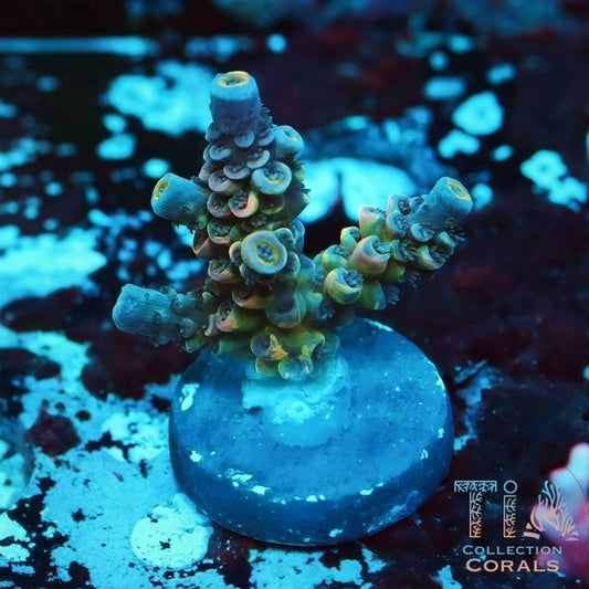 TIA New Triple Threat Tenuis Frag - Live SPS Coral for Sale | TIA Coral