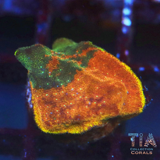 Twin Sport Watermelon Psammocora Frag - Live SPS Coral for Sale | TIA Coral
