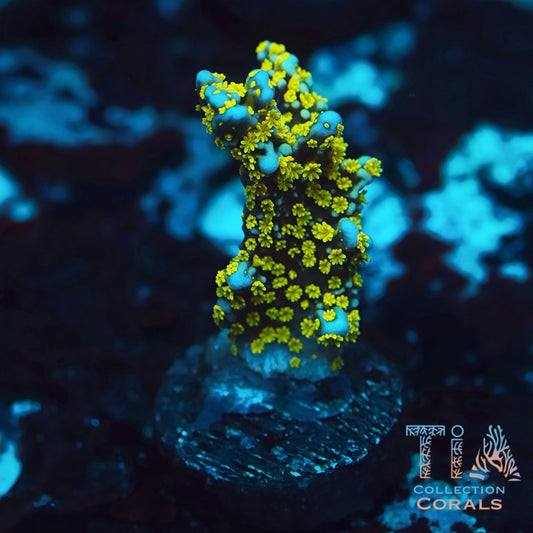 Ultimate Bonsai Digitata Frag - Live SPS Coral for Sale | TIA Coral