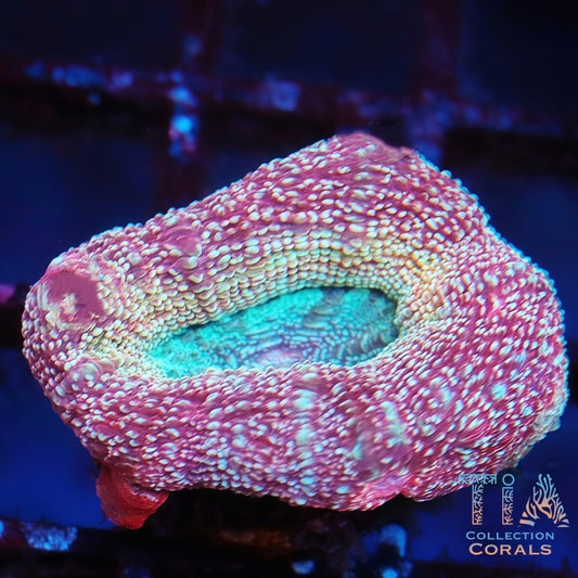 Ultra Bowerbanki Frag - Live LPS Coral for Sale | TIA Coral