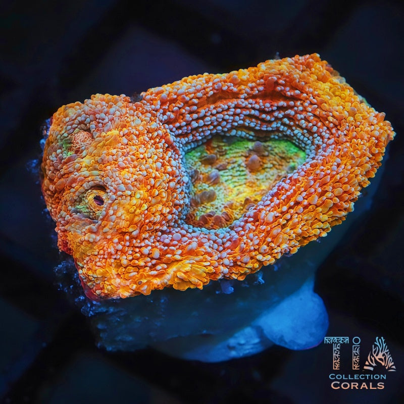 Ultra Bowerbanki Frag - Live LPS Coral for Sale | TIA Coral