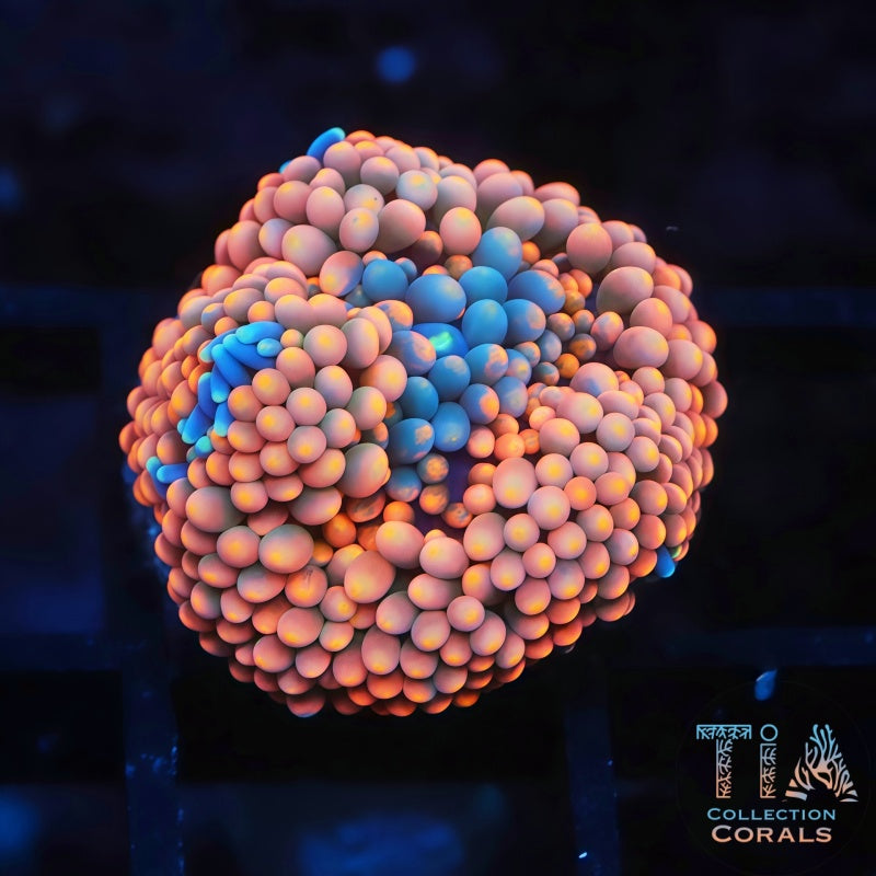 Ultra Florida Ricordea - Live Softies Coral for Sale | TIA Coral