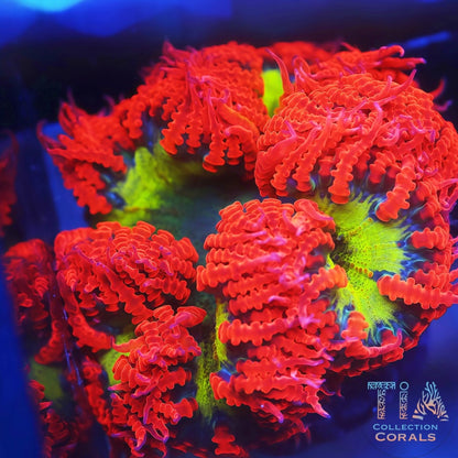 Ultra Rock Flower Anemones - Live Softies Coral for Sale | TIA Coral