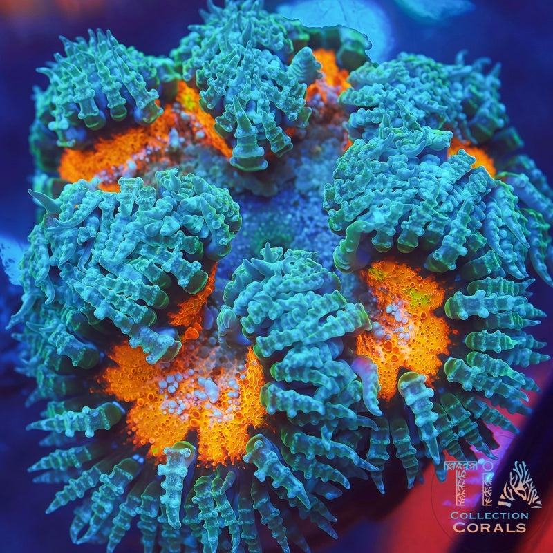 Ultra Rock Flower Anemones - Live Softies Coral for Sale | TIA Coral