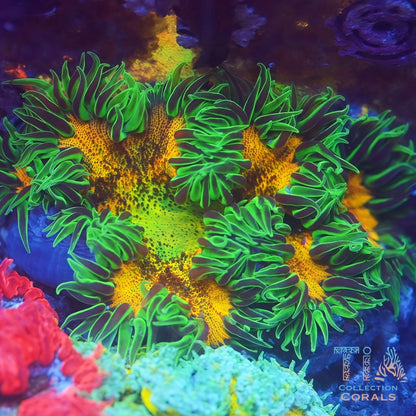 Ultra Rock Flower Anemones - Live Softies Coral for Sale | TIA Coral