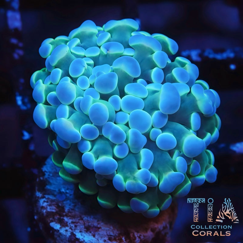 TIA Violet Lightning Hammer Frag - Live LPS Coral for Sale | TIA Coral