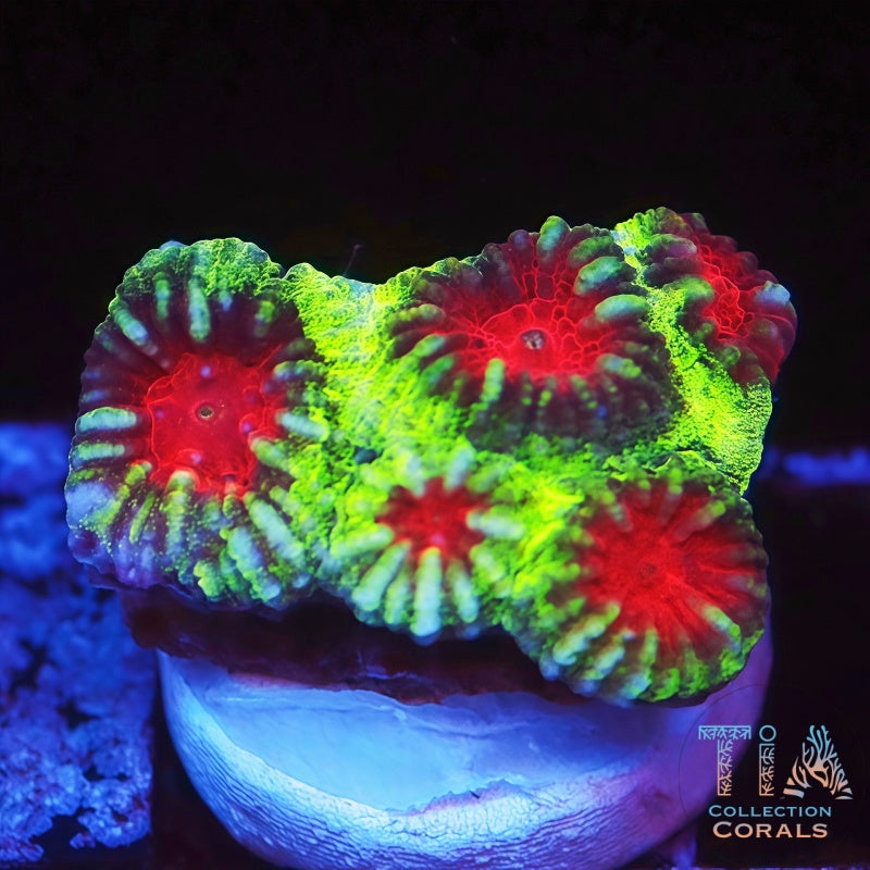 Watermelon Favia Frag - Live LPS Coral for Sale | TIA Coral