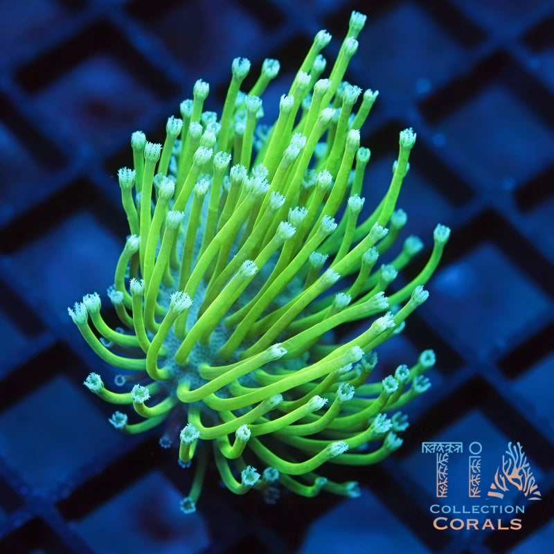 Legendary Weeping Willow Toadstool - Live Softies Coral for Sale | TIA Coral
