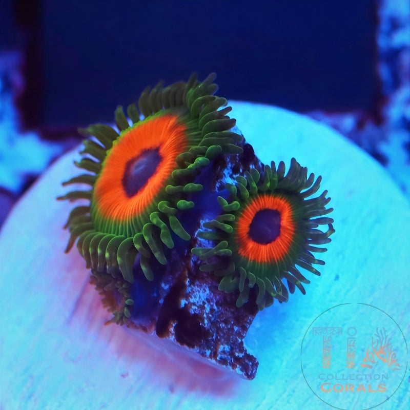 Whammin Watermelon Zoanthids Frag - Live Softies Coral for Sale | TIA Coral
