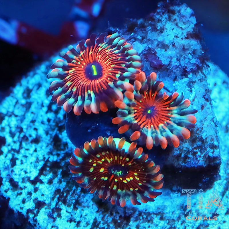 White Zombie Zoanthids Frag - Live Softies Coral for Sale | TIA Coral
