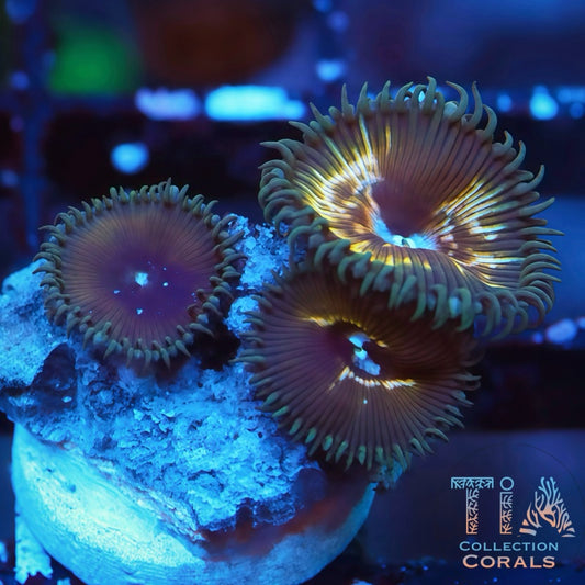 TIA Witch's Coin Poly Zoanthids Frag - Live Softies Coral for Sale | TIA Coral