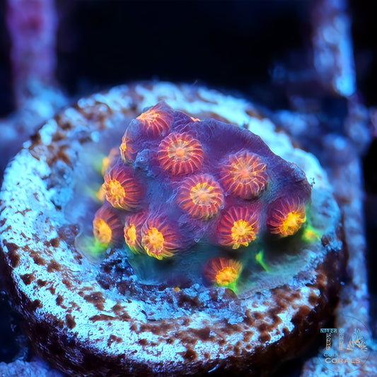 WWC Bizarro Cyphastrea Frag - Live LPS Coral for Sale | TIA Coral