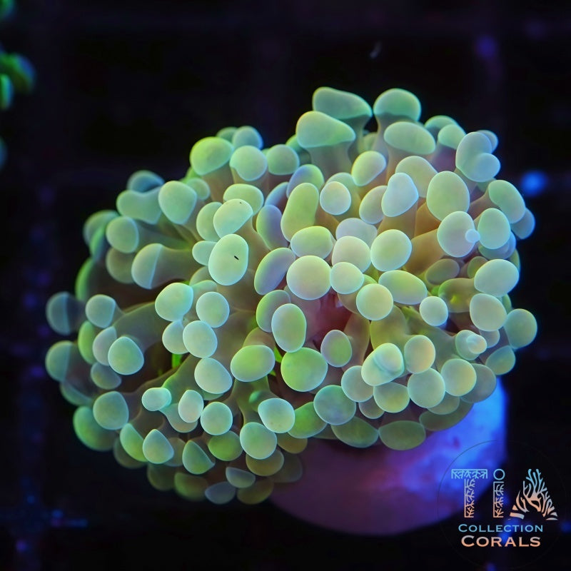 Yellow Crystal Frammer Frag - Live LPS Coral for Sale | TIA Coral