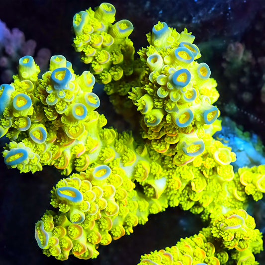 TIA Yellow Jacket Tenuis Colony (cut to order) - Live SPS Coral for Sale | TIA Coral