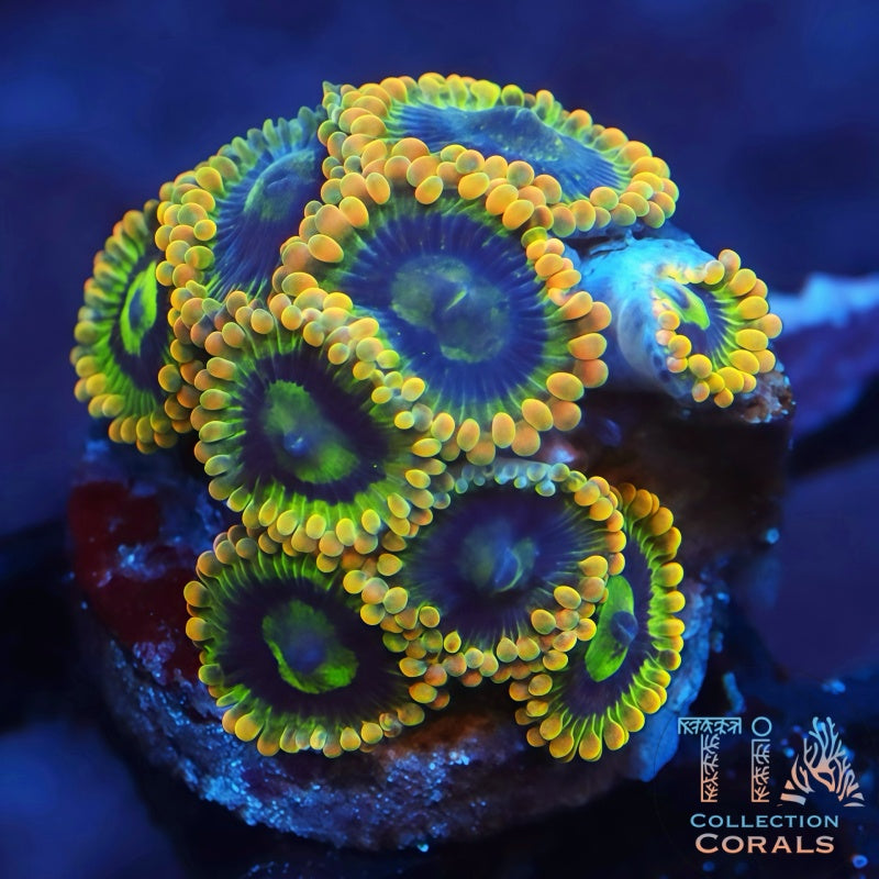 Yoda Zoanthids Frag - Live Softies Coral for Sale | TIA Coral