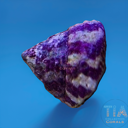 Laberinto del núcleo fundido