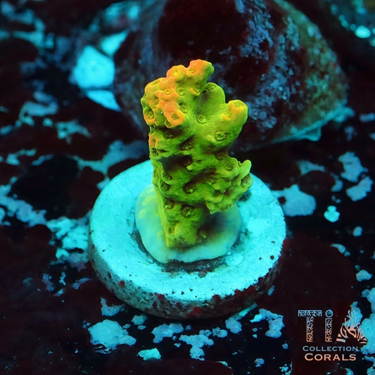 TSA Bill Murray Acropora Frag - Live SPS Coral for Sale | TIA Coral