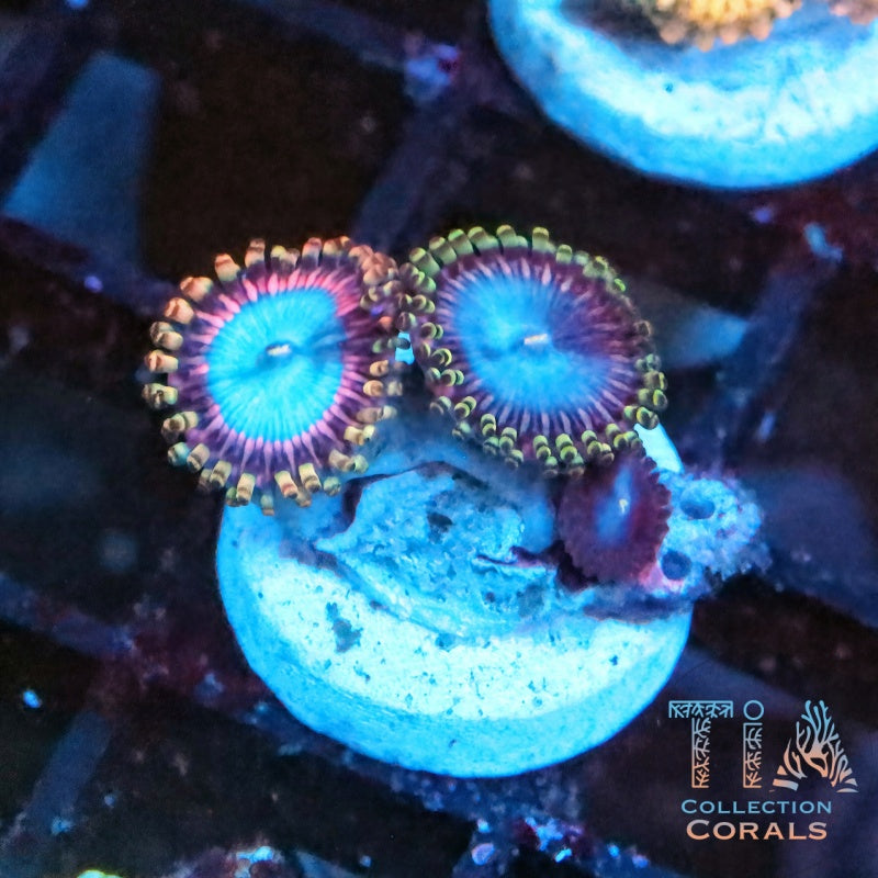 TSA Detonator Zoanthids Frag - Live Softies Coral for Sale | TIA Coral