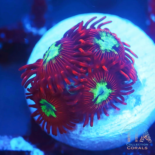 TSA Frosted Phoenix Zoanthids Frag - Live Softies Coral for Sale | TIA Coral
