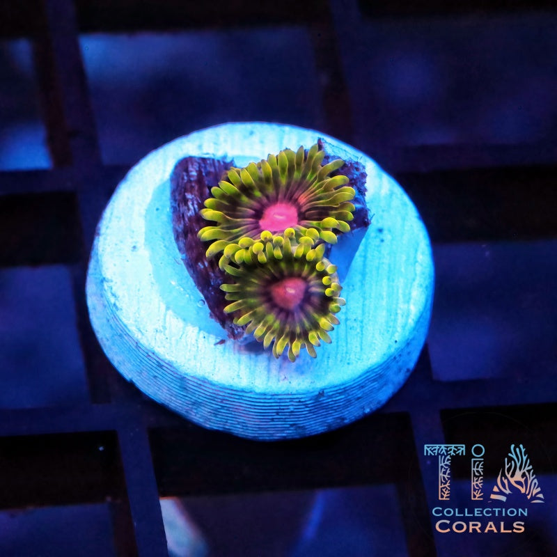 TSA Headrush Zoanthids Frag - Live Softies Coral for Sale | TIA Coral