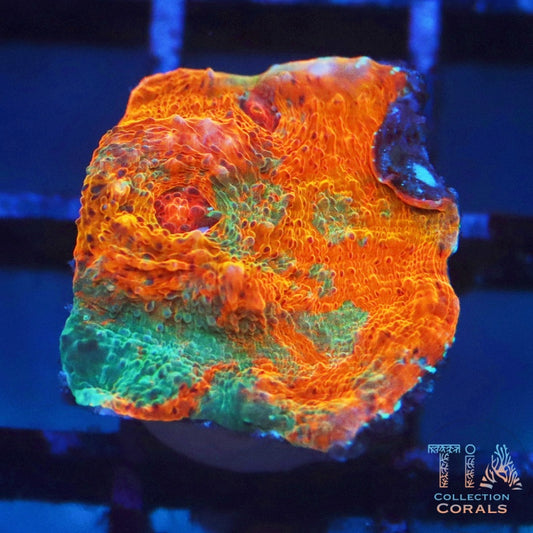 TSA Kaleidoscope Chalice Frag - Live LPS Coral for Sale | TIA Coral