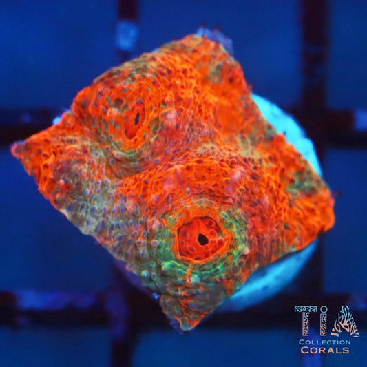 TSA Kaleidoscope Chalice Frag - Live LPS Coral for Sale | TIA Coral