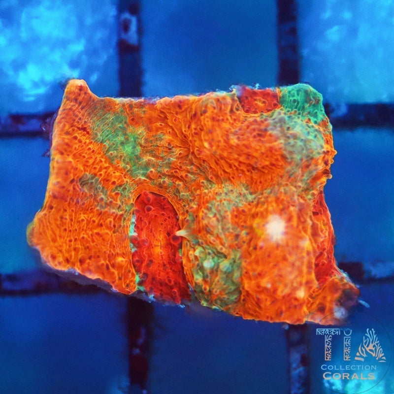 TSA Kaleidoscope Chalice Frag - Live LPS Coral for Sale | TIA Coral