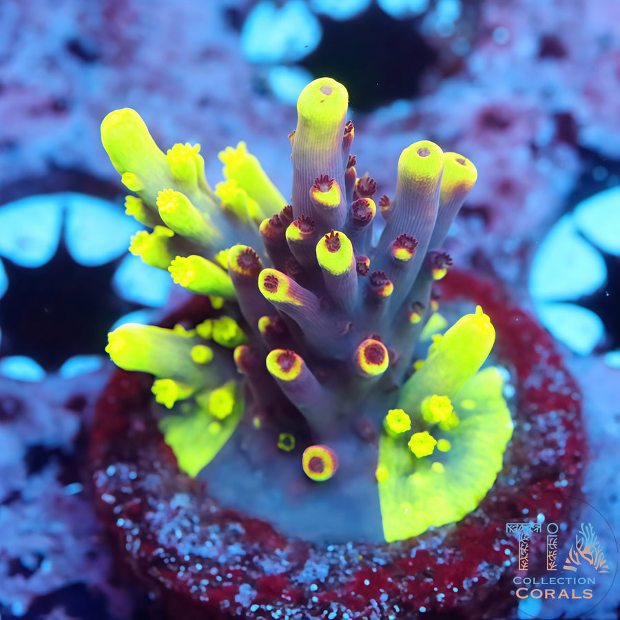 UW Foxflame Splice Acropora Colony (cut to order), SPS coral