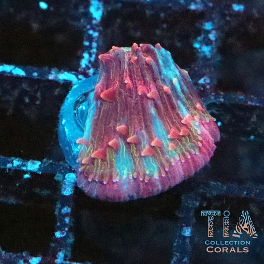Watermelon Diaseris Frag - Live LPS Coral for Sale | TIA Coral