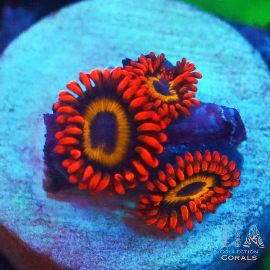 WWC Blondies Zoanthids Frag - Live Softies Coral for Sale | TIA Coral