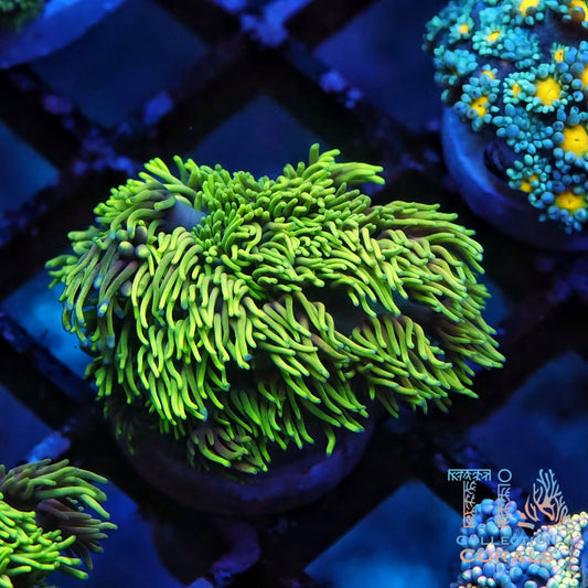 WWC Sunflower Goniopora - Live LPS Coral for Sale | TIA Coral