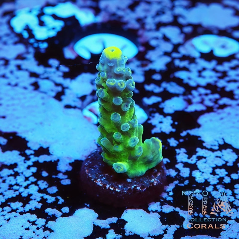 WWC Yellow Tips Austera Acropora Frag - Live SPS Coral for Sale | TIA Coral