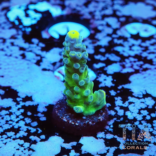 WWC Yellow Tips Austera Acropora Frag - Live SPS Coral for Sale | TIA Coral