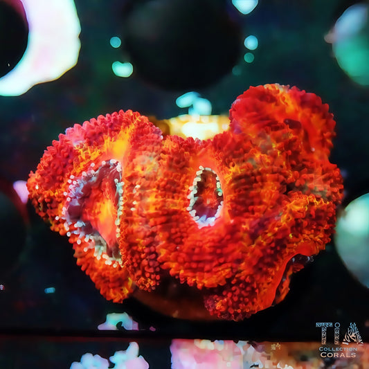 Acan multicolor