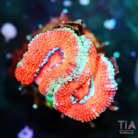 Acan multicolor