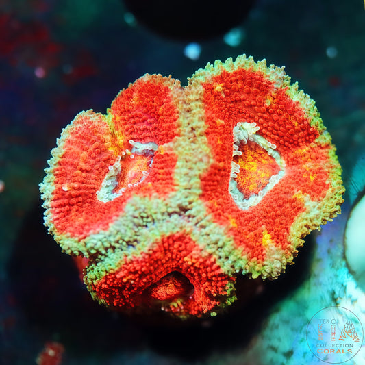 Fragmento de Acan multicolor