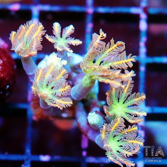 Firework Clove Coral