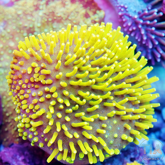 Neon Green Toadstool