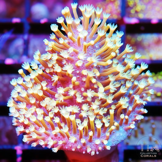 Golden Toadstool (rare)