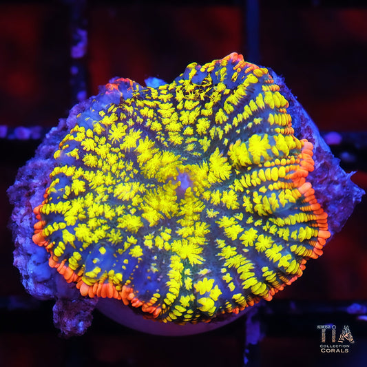 Phoenix Glow Mushroom