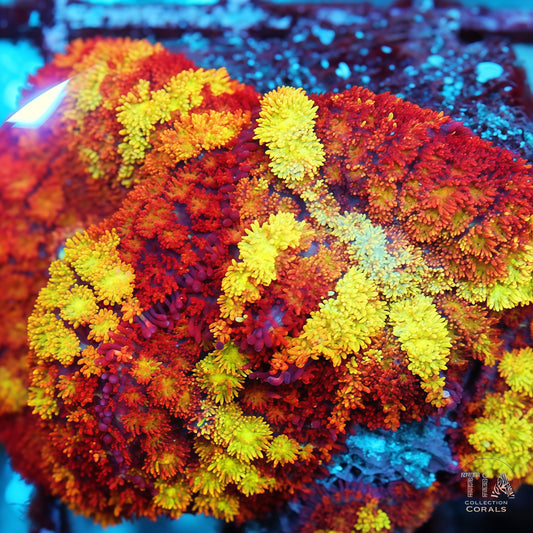 Multicolor Pin Cusion Mushroom (CUT TO ORDER)