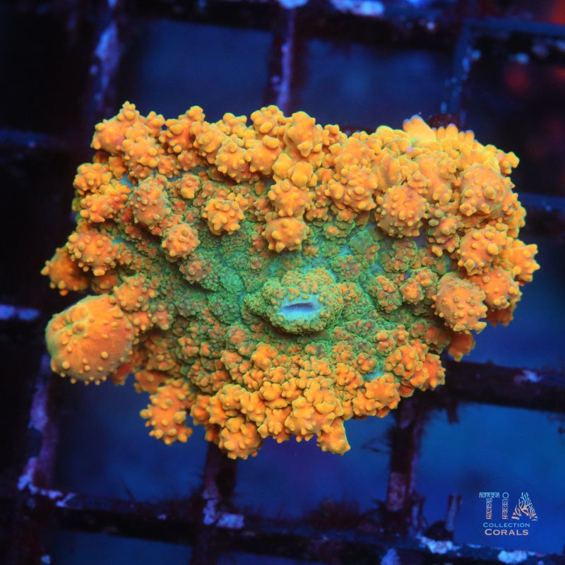 TIA Naranja Creamsicle Bounce Mushroom